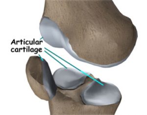 Articular-cartilage-PA1